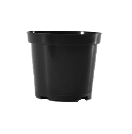 4.50 Geranium Black Belden - 600 per case - Geraniums